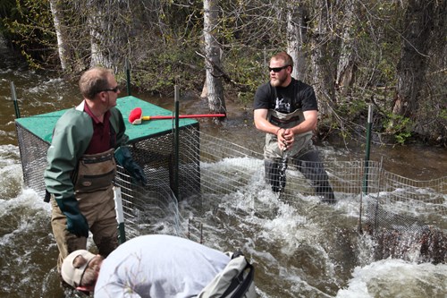 scientists sampling native and invasive fish in mountain stream