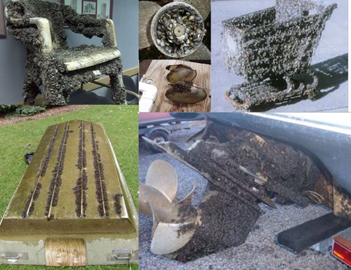 invasive mussels pictured on chairs, boats, and shopping carts