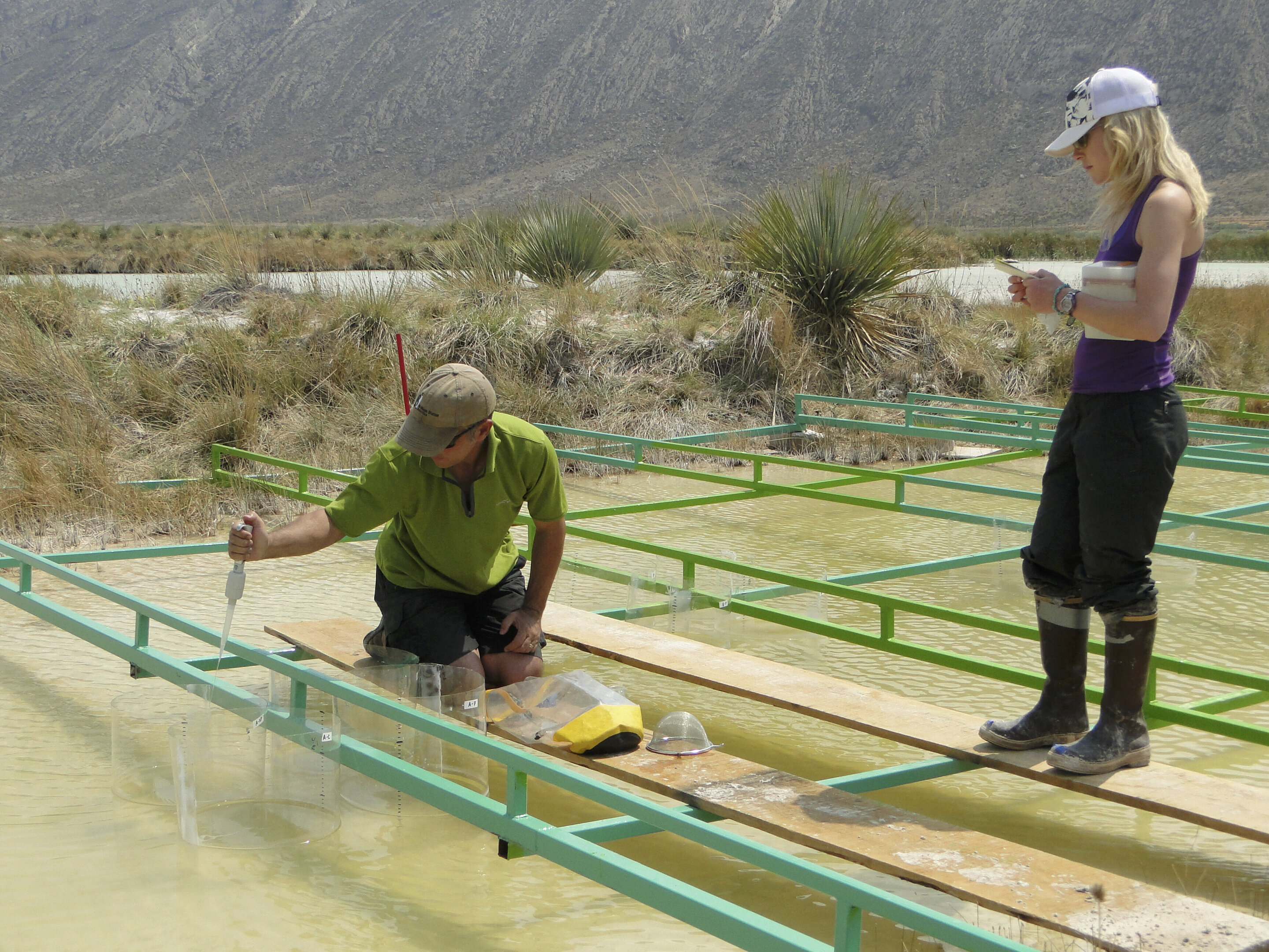 New Study Uncovers Microbial Life Strategies