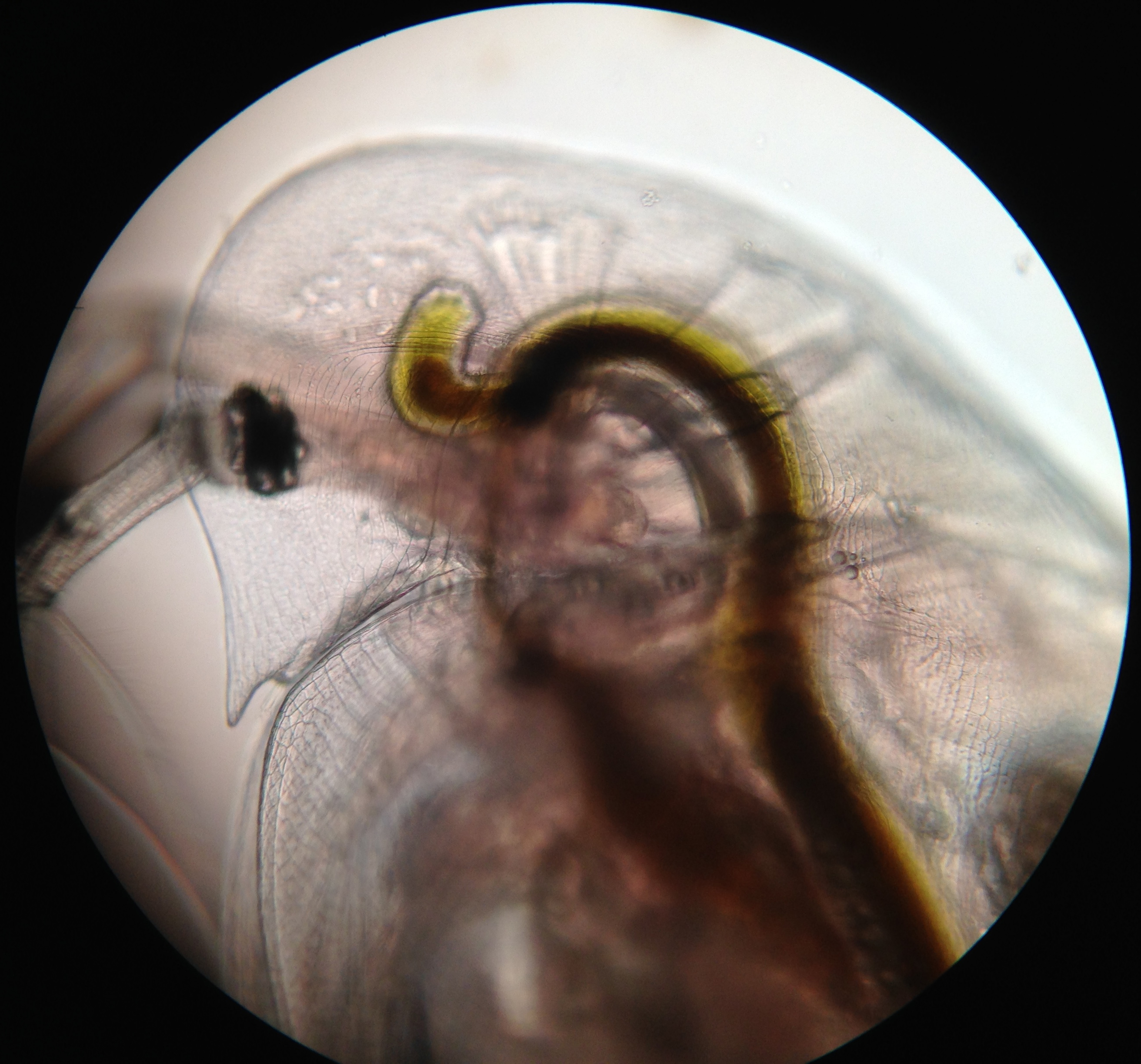 Deep Dive into FLBS: Dear Little Daphnia