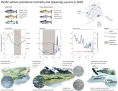 Premature Mortality Observations among Alaska's Pacific Salmon During Record Heat and Drought in 2019