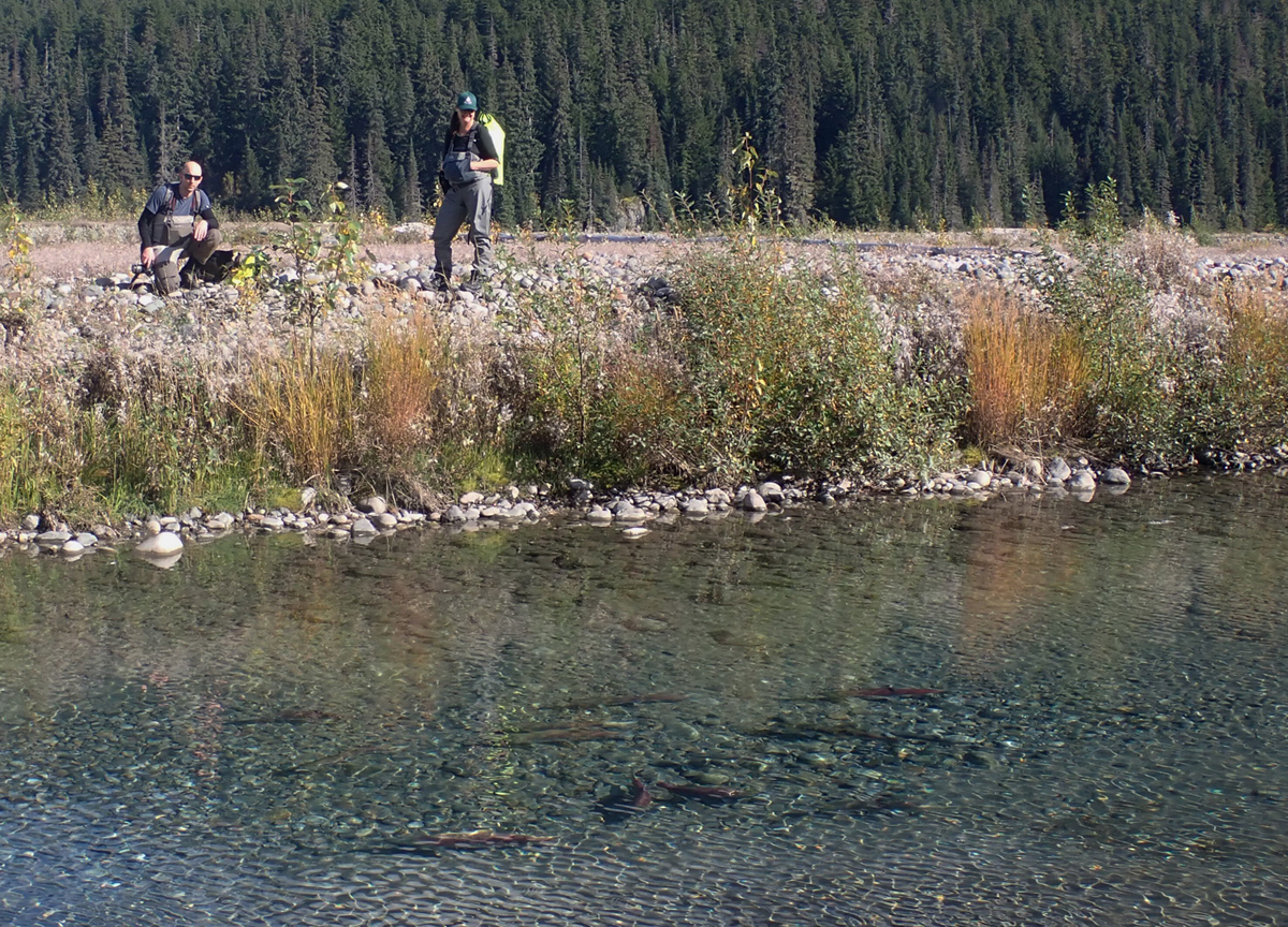 Mining Risks to Salmon Rivers