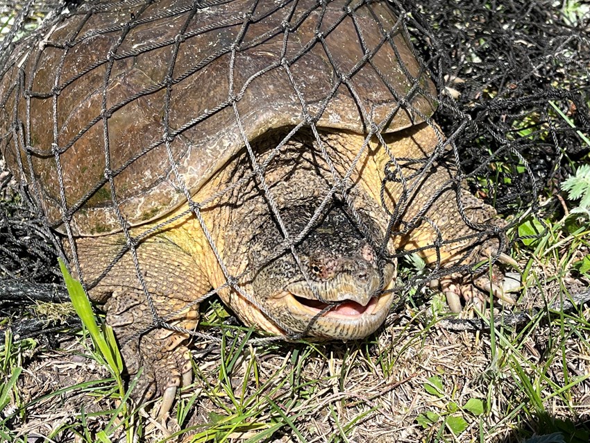 Snapping Back at Invasive Turtles