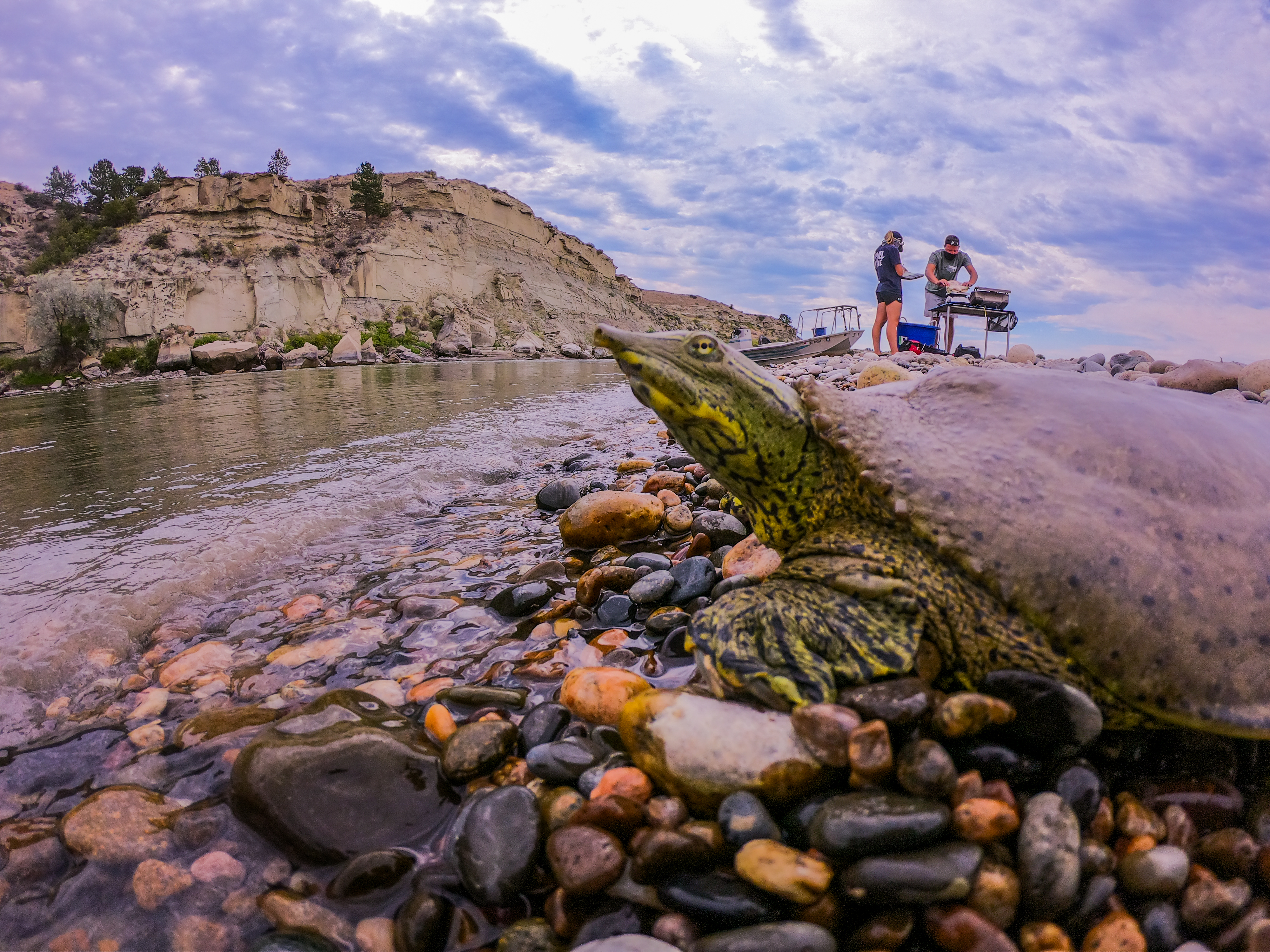 Getting Clarity on Montana Turtles