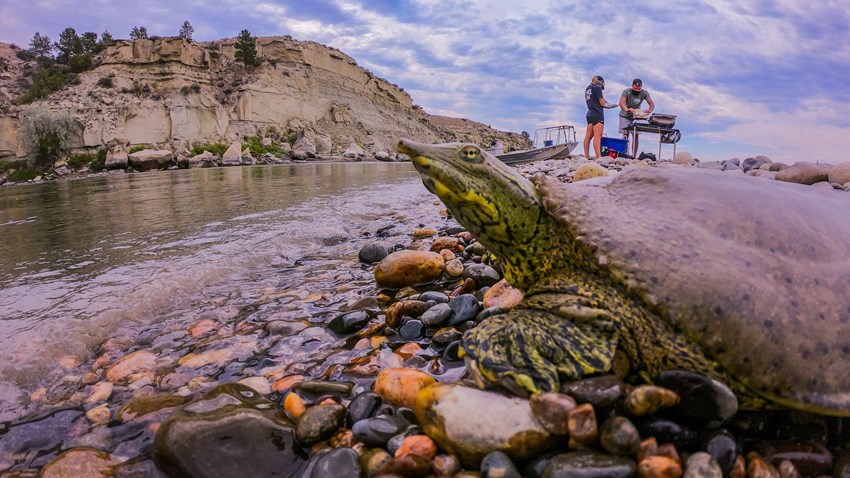 Getting Clarity on Montana Turtles