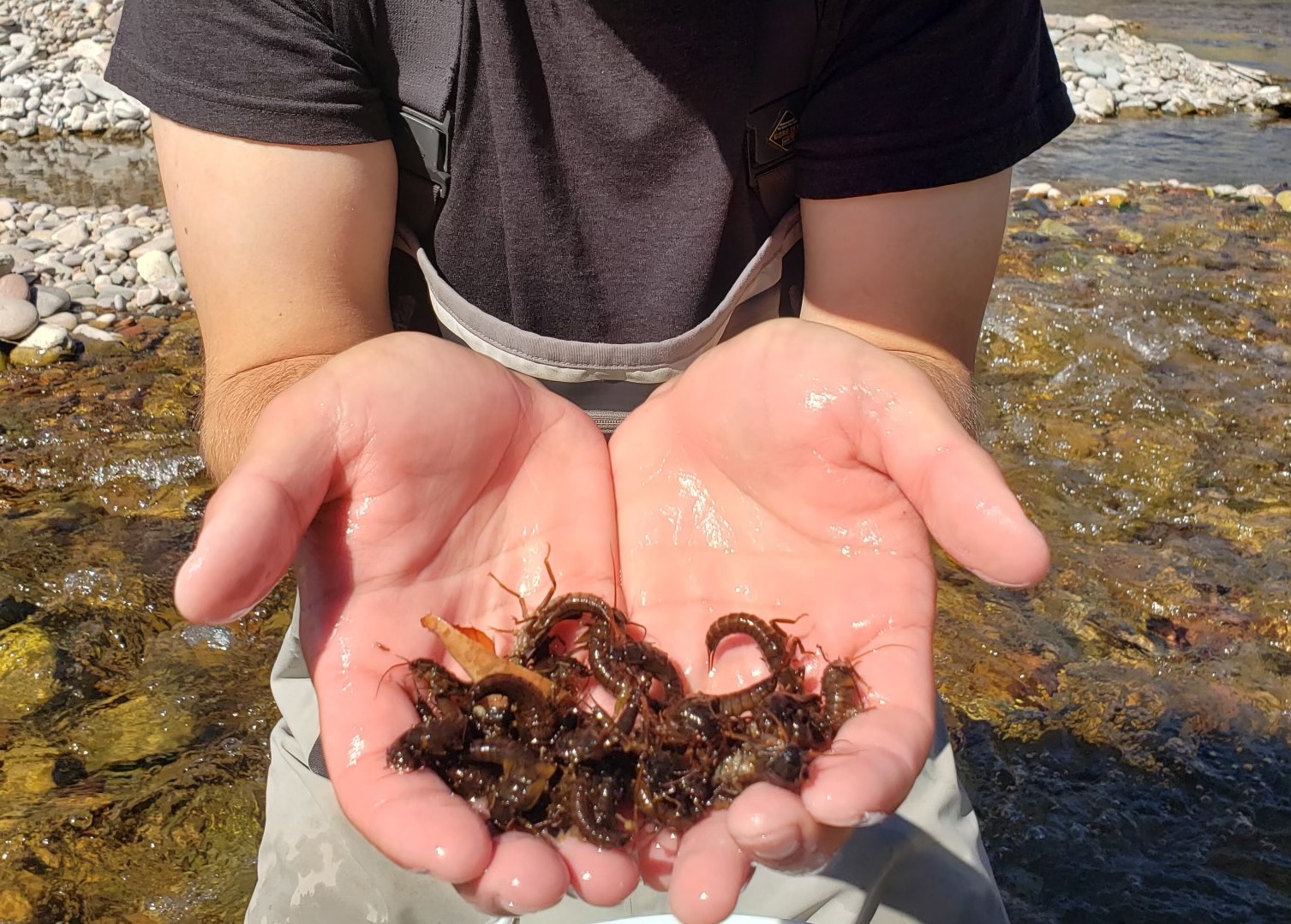 Adaptability of Salmonflies