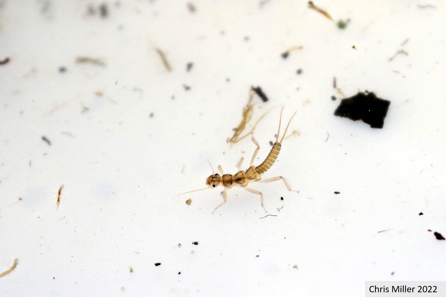 Taku River Monitoring 2022