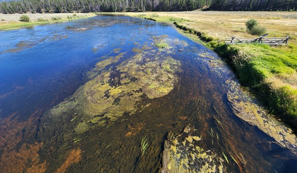 Bad algae bloom at Mudd Creek Site 2022