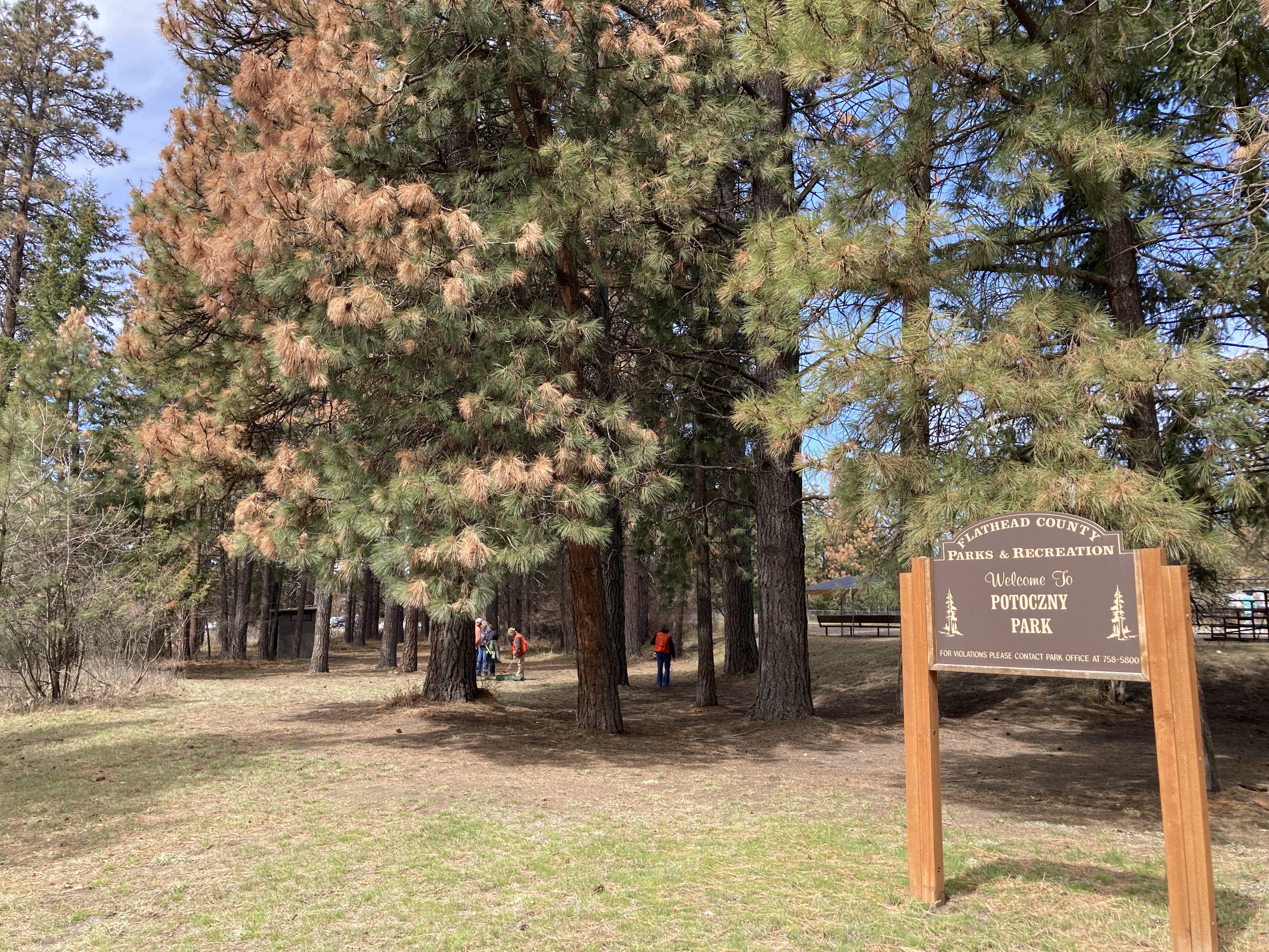 The Mystery of the Ponderosas