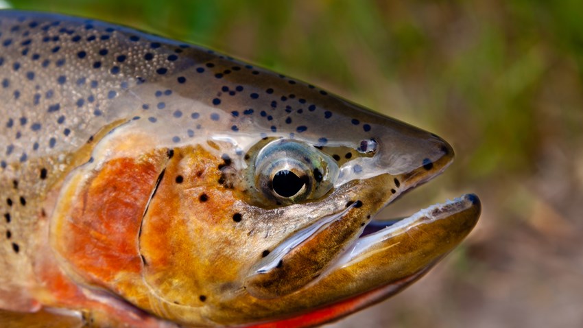 The Future of Montana's Native Fish