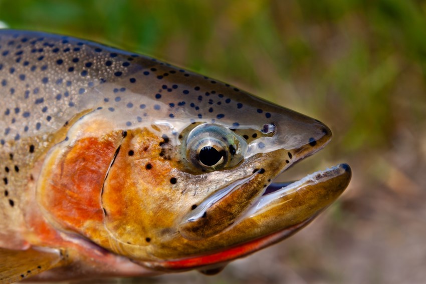 The Future of Montana's Native Fish