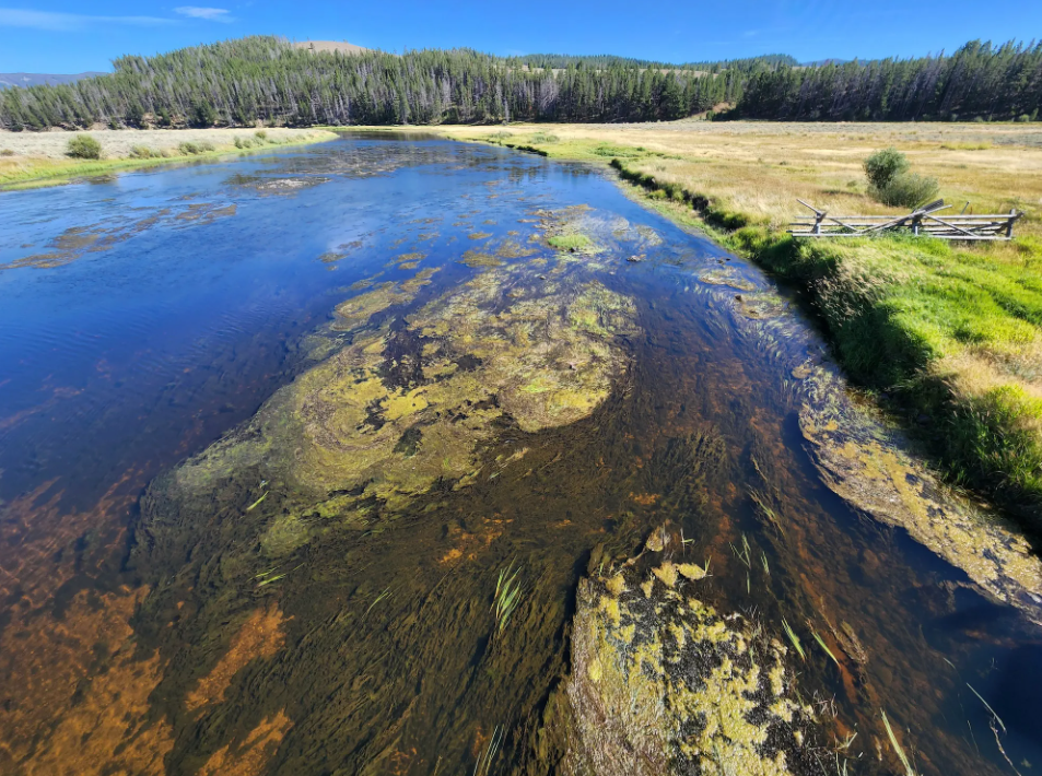 Nutrient Pollution on Big Hole River